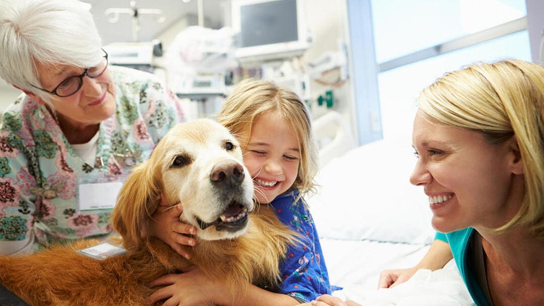 Types of best sale therapy dogs